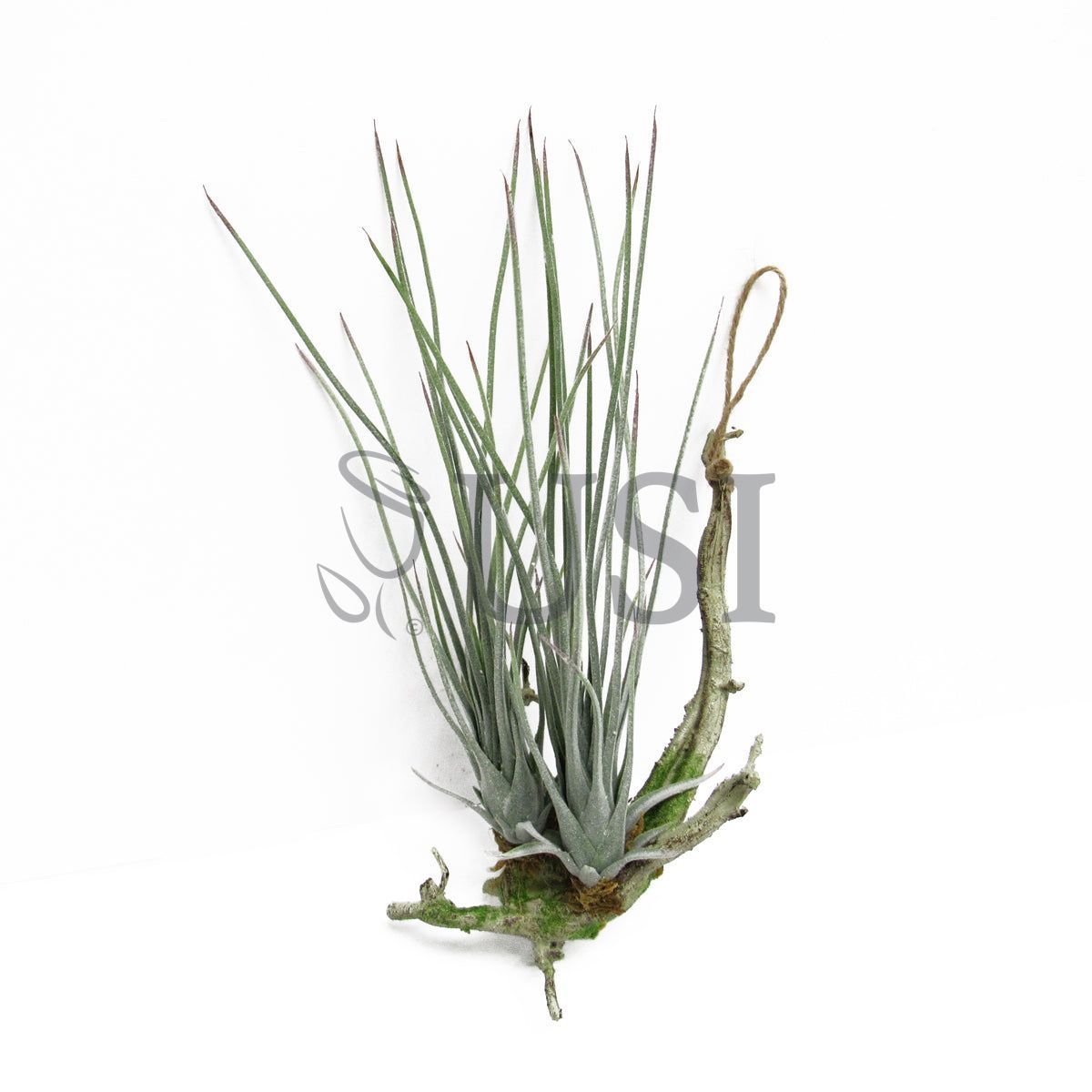Tall Tillandsia Succulent Hanging Airplant x2, 11.75in, Frosted Green
