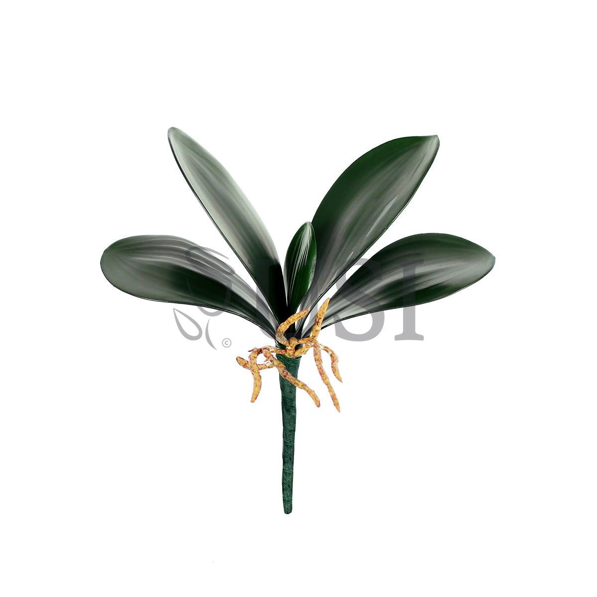 Phalaenopsis Orchid Leaf Stem x5 w Roots EVA, 9in, Green