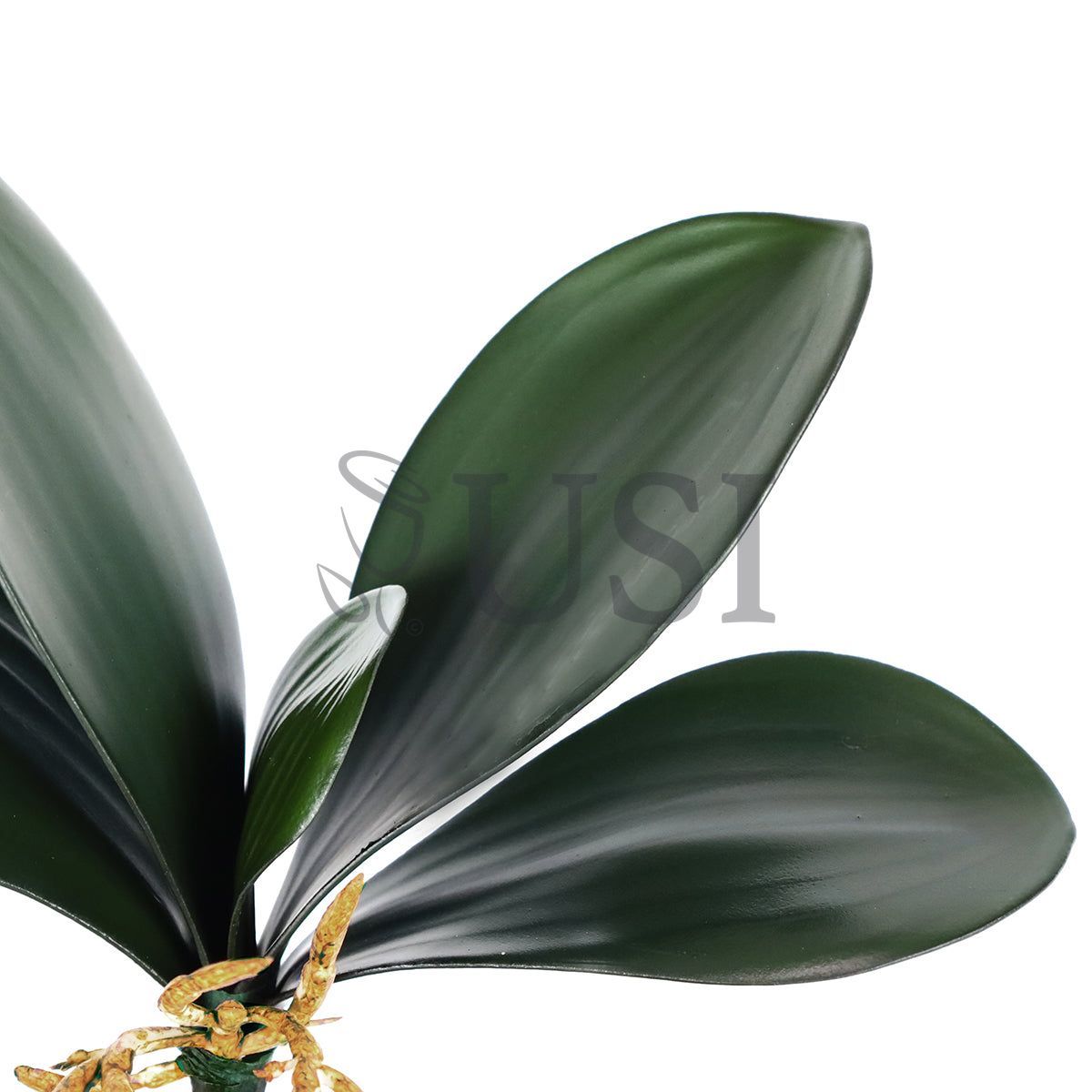Phalaenopsis Orchid Leaf Stem x5 w Roots EVA, 9in, Green