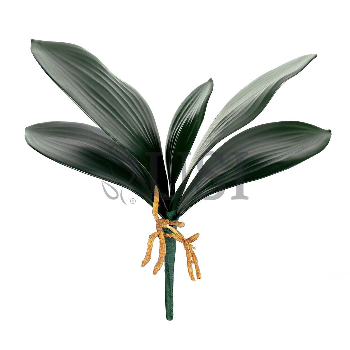 Phalaenopsis Orchid Leaf Stem x5 w Roots EVA, 12in, Green