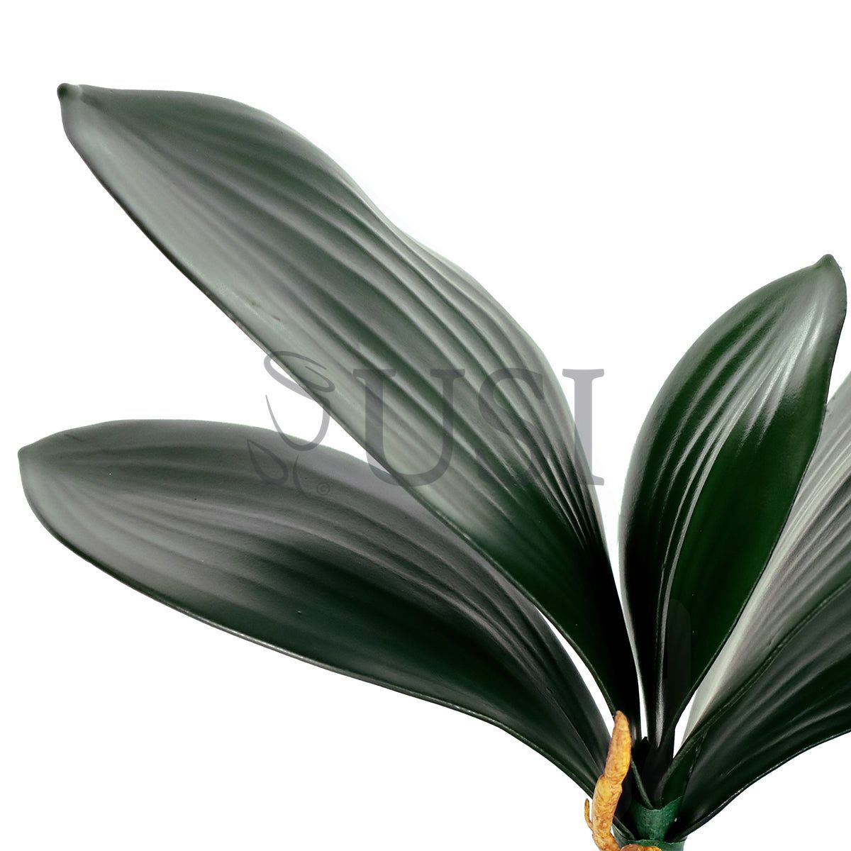 Phalaenopsis Orchid Leaf Stem x5 w Roots EVA, 12in, Green