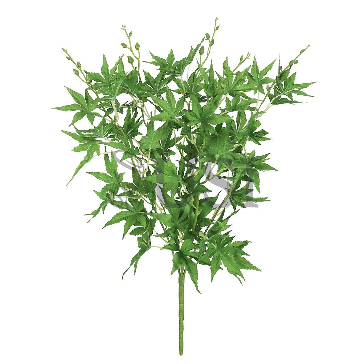 Japanese Maple Leaf Greenery Bush x5, 19in, Green