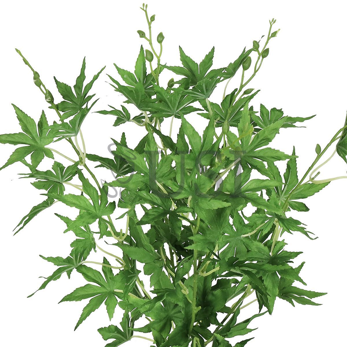 Japanese Maple Leaf Greenery Bush x5, 19in, Green