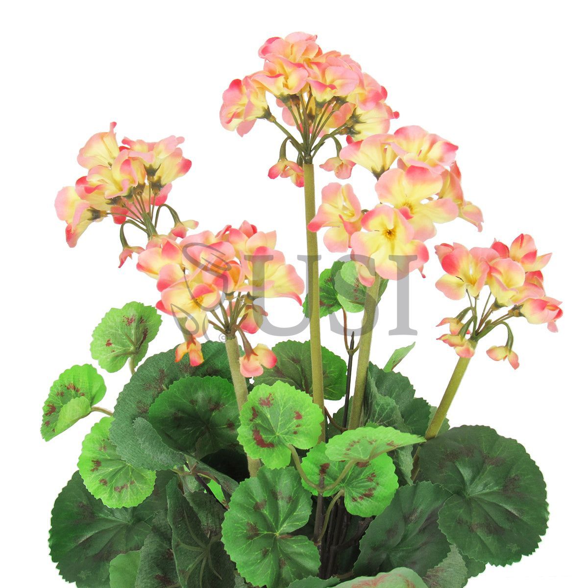 Geranium Flower Bush, 16in, Peach