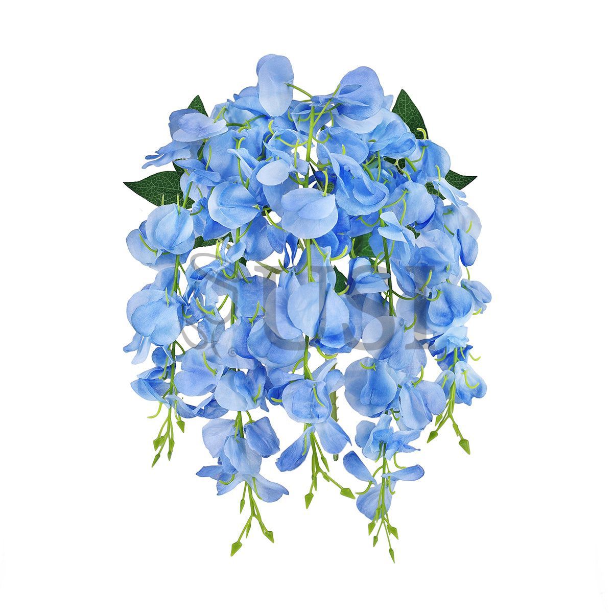 Wisteria Hanging Flower Bush x5, 24in, Blue