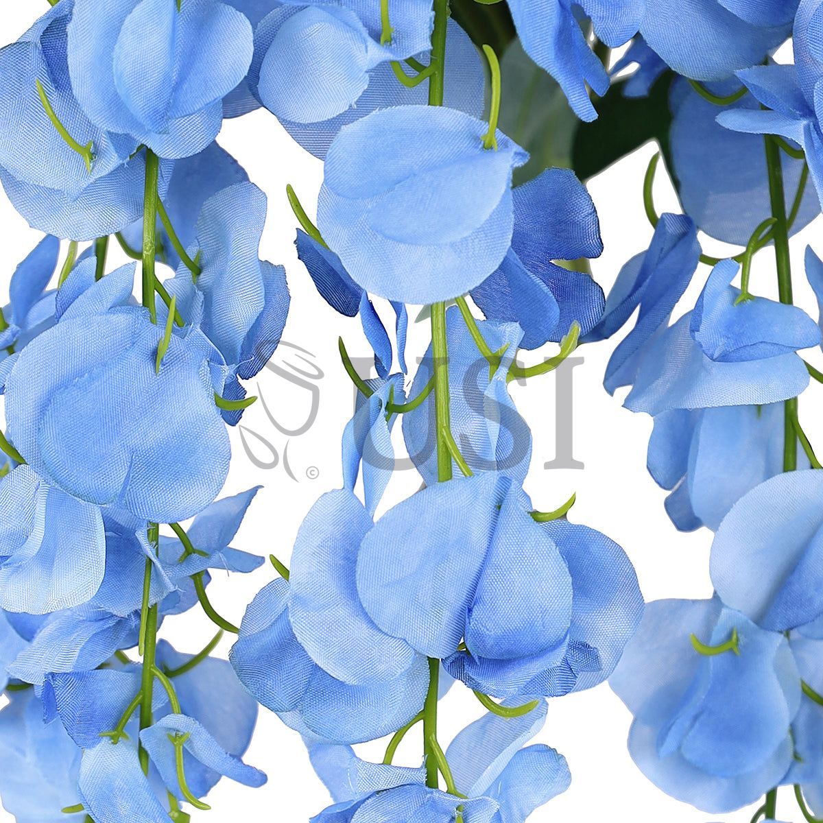 Wisteria Hanging Flower Bush x5, 24in, Blue