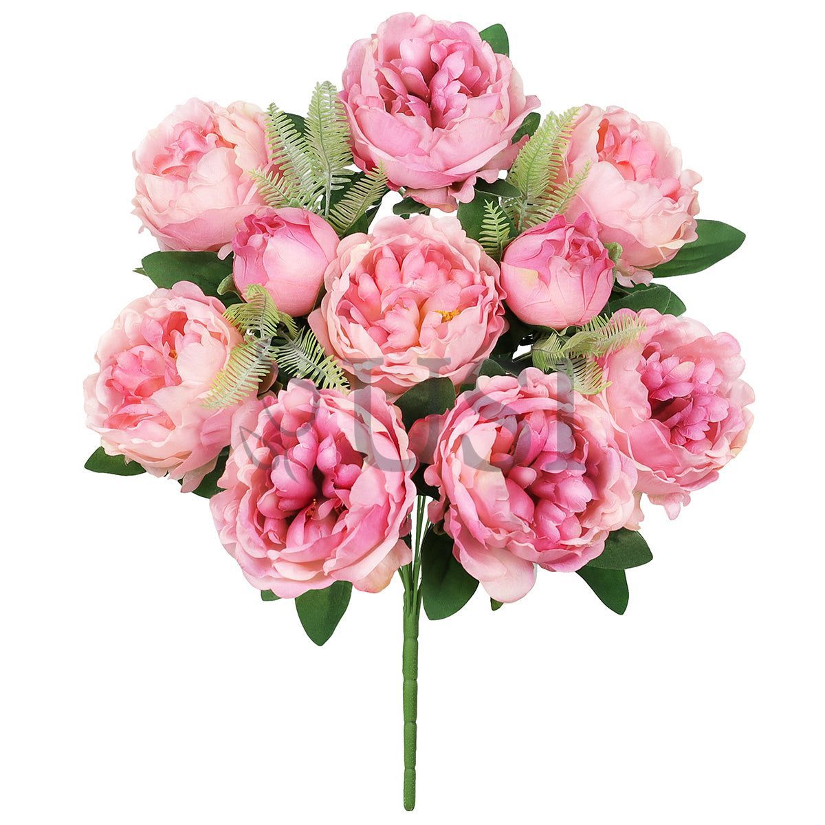 Lush Peony Flower Bush x10, 20in, Fuchsia Pink