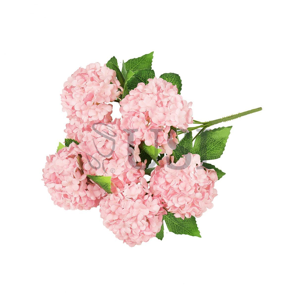 Guelder Rose Snow Ball Flower Bush, 12in, Blush Pink