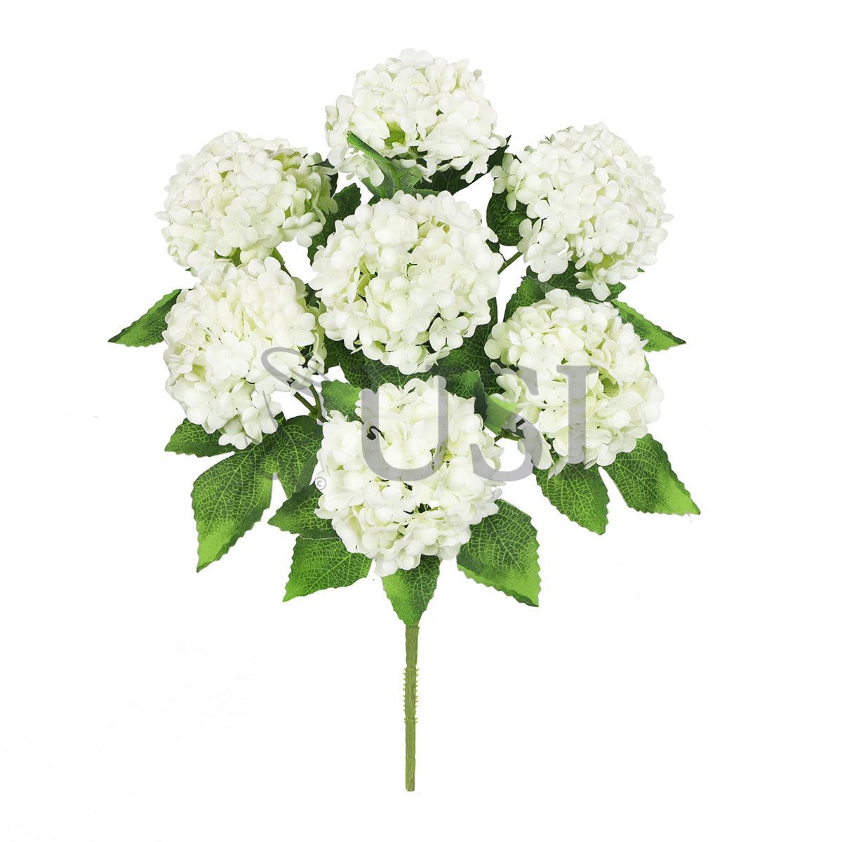 Guelder Rose Snow Ball Flower Bush, 12in, Cream White