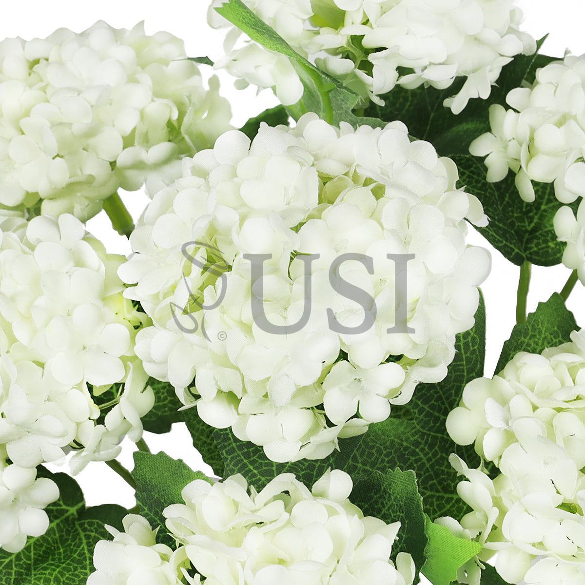 Guelder Rose Snow Ball Flower Bush, 12in, Cream White