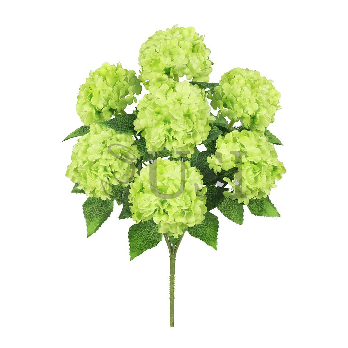 Guelder Rose Snow Ball Flower Bush, 12in, Green