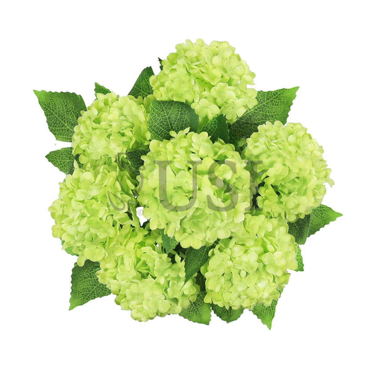 Guelder Rose Snow Ball Flower Bush, 12in, Green