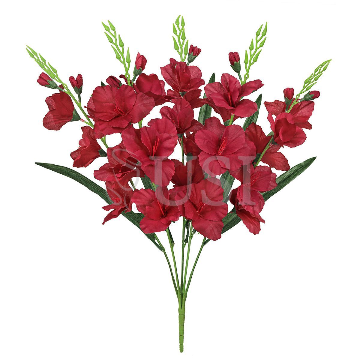 Standard Gladiolus Flower Bush x5, 24in, Burgundy