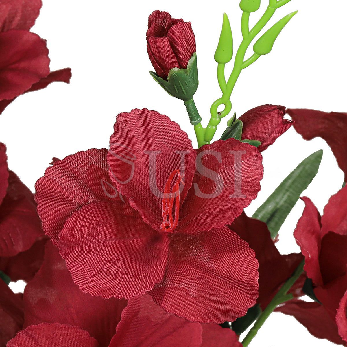 Standard Gladiolus Flower Bush x5, 24in, Burgundy