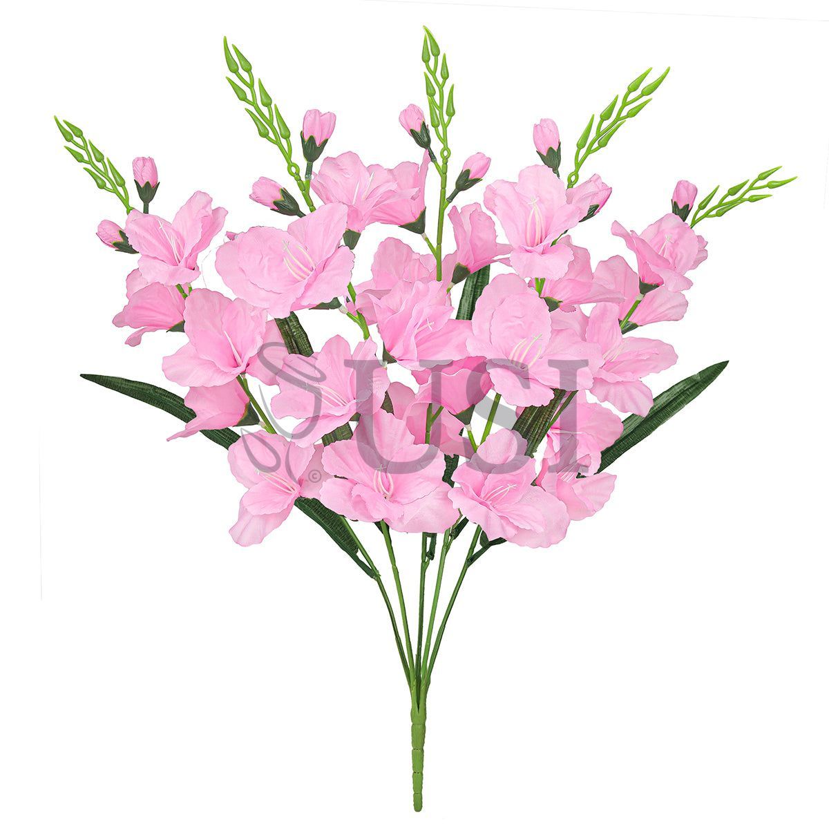 Standard Gladiolus Flower Bush x5, 24in, Pink
