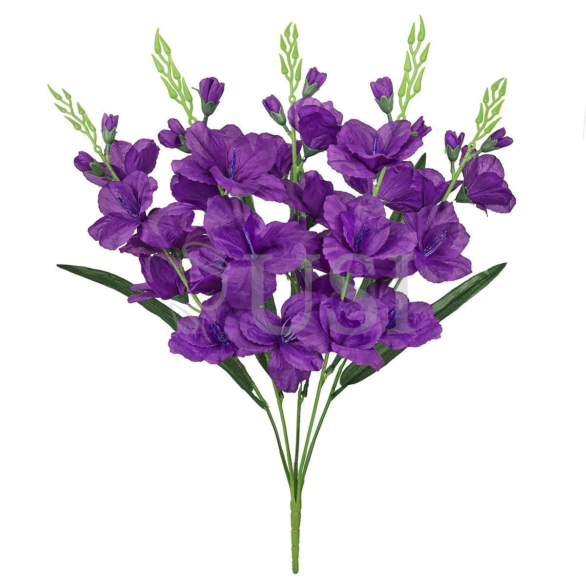 Standard Gladiolus Flower Bush x5, 24in, Purple