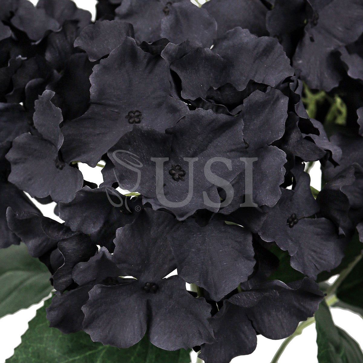Hydrangea Flower Bush x5, 19in, Black