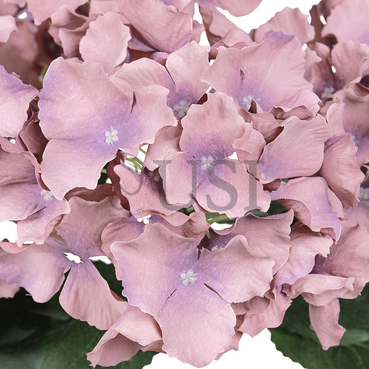 Hydrangea Flower Bush x5, 19in, Mauve