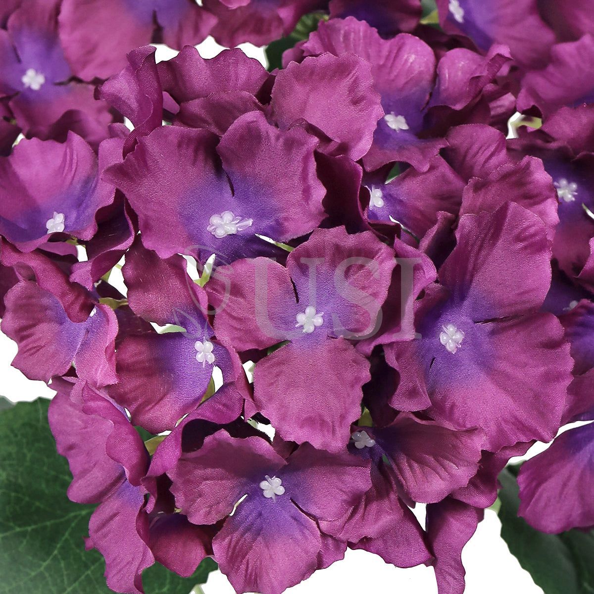Hydrangea Flower Bush x5, 19in, Plum Purple