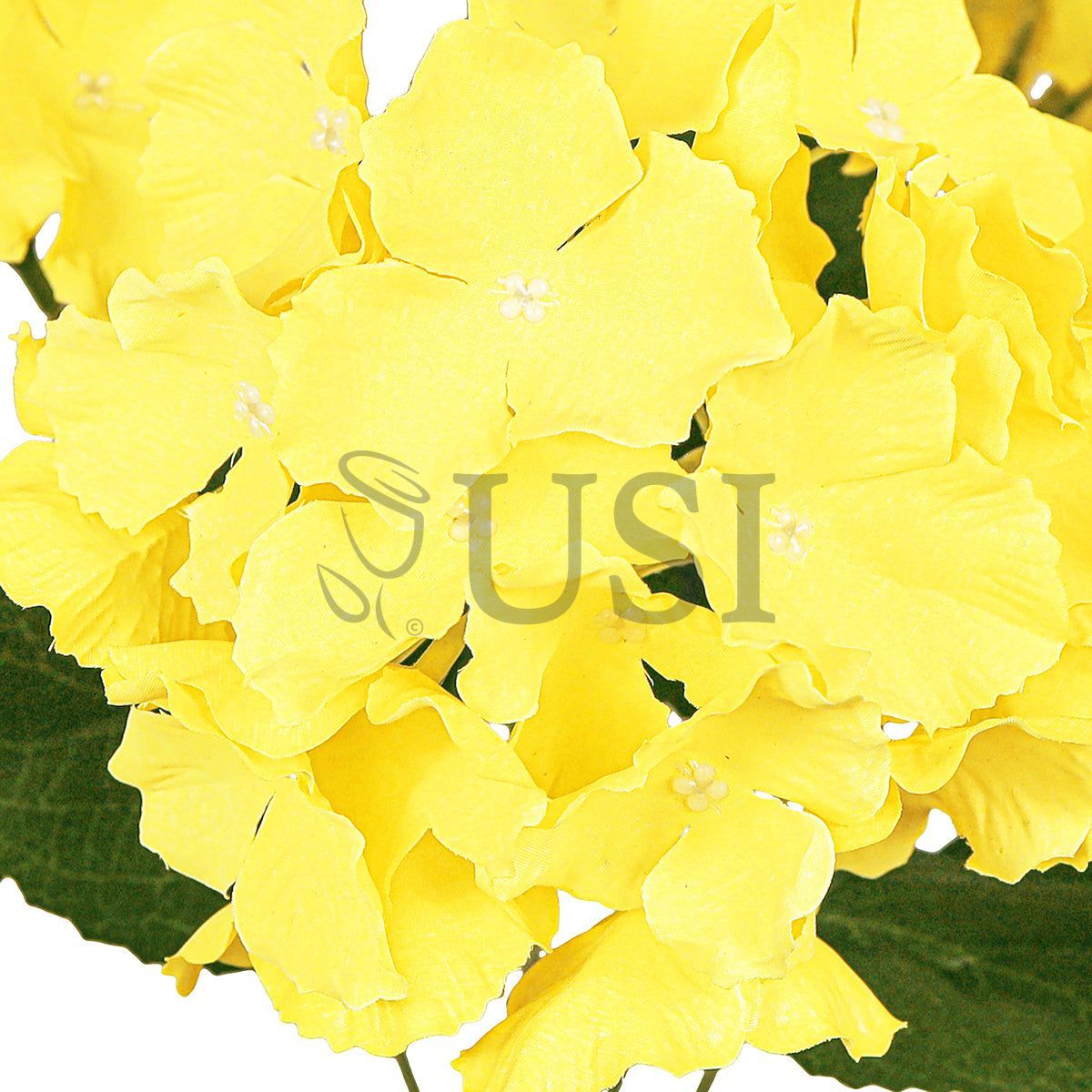 Hydrangea Flower Bush x5, 19in, Yellow