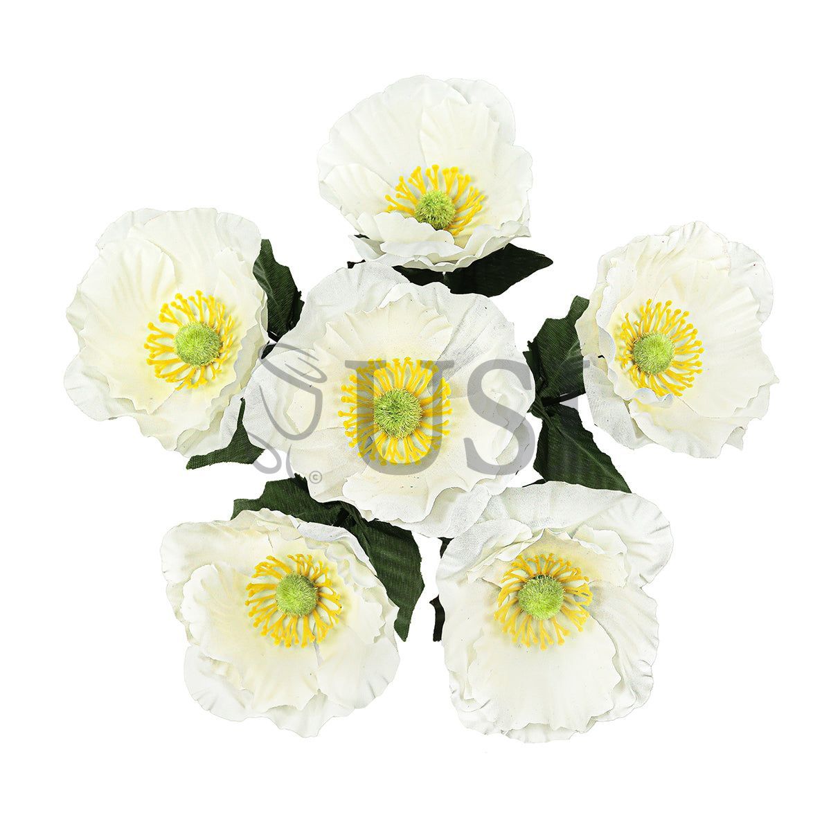 Standard Poppy Flower Bush x6, 14in, Cream White
