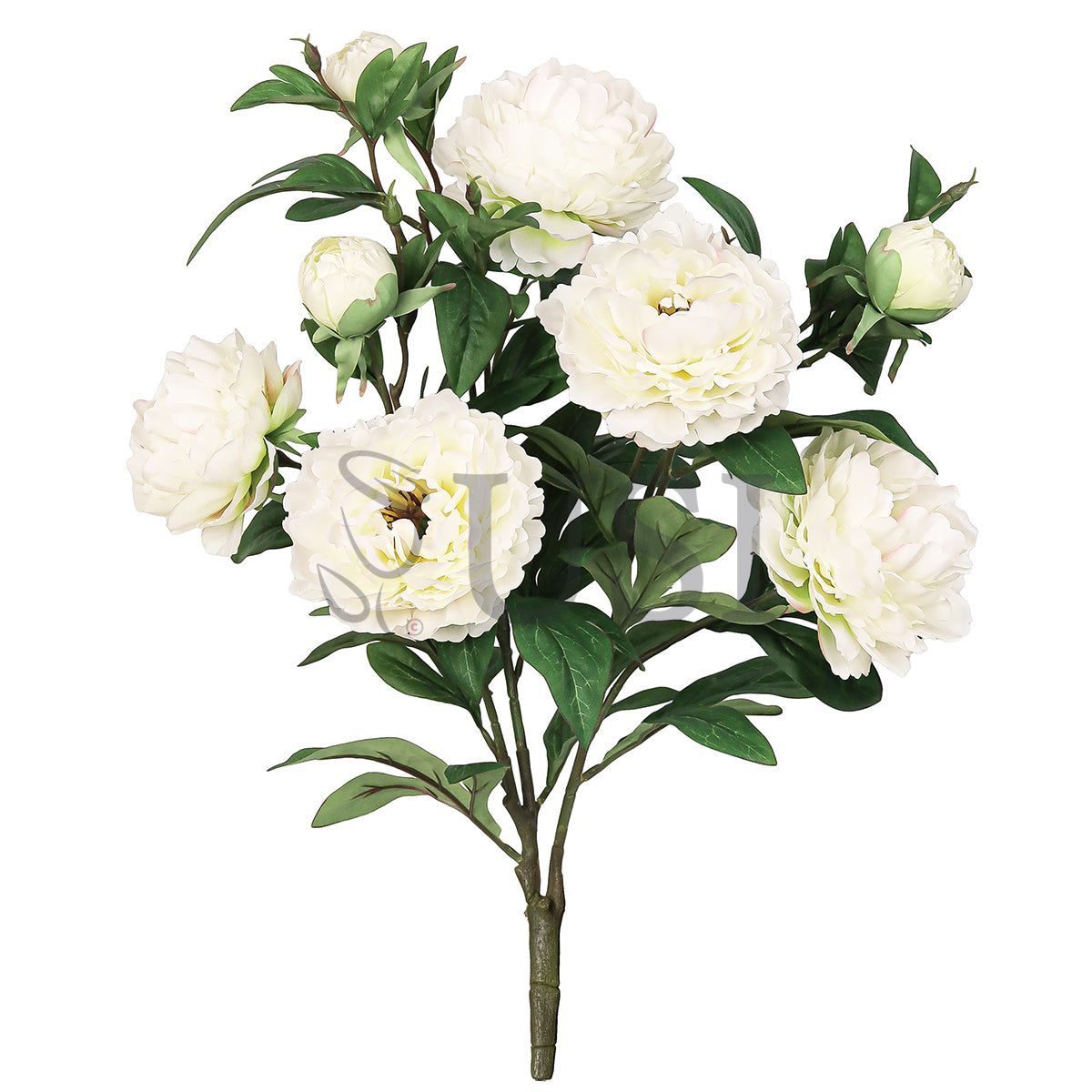 Grand Peony Plant Flower Bush x 5 Flo 3 Buds, 22in, Cream White