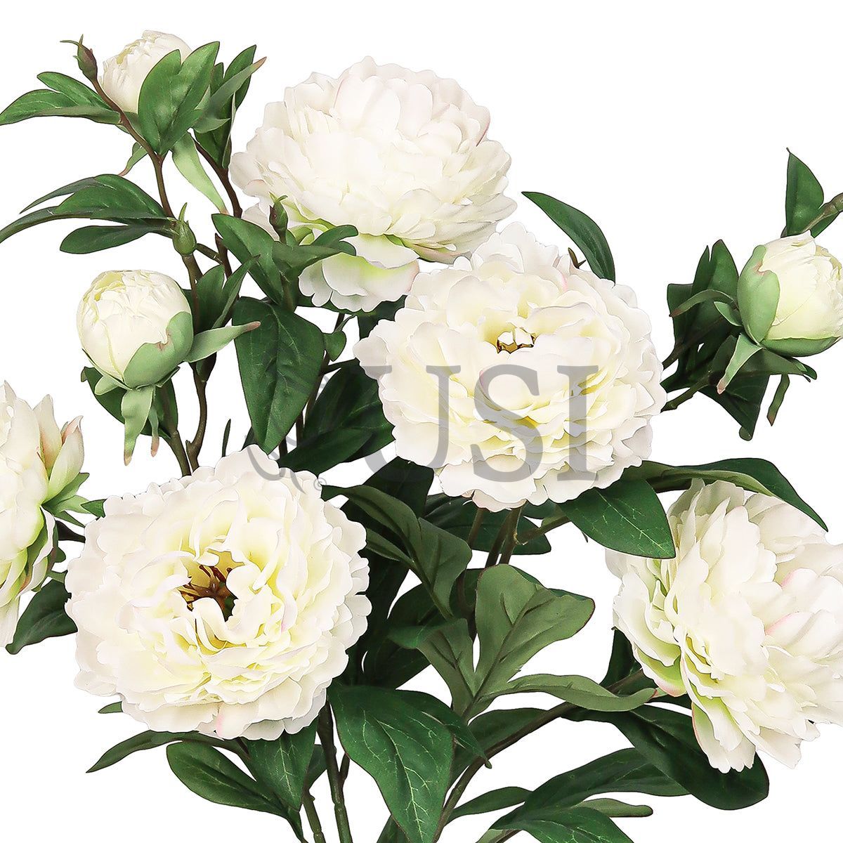 Grand Peony Plant Flower Bush x 5 Flo 3 Buds, 22in, Cream White