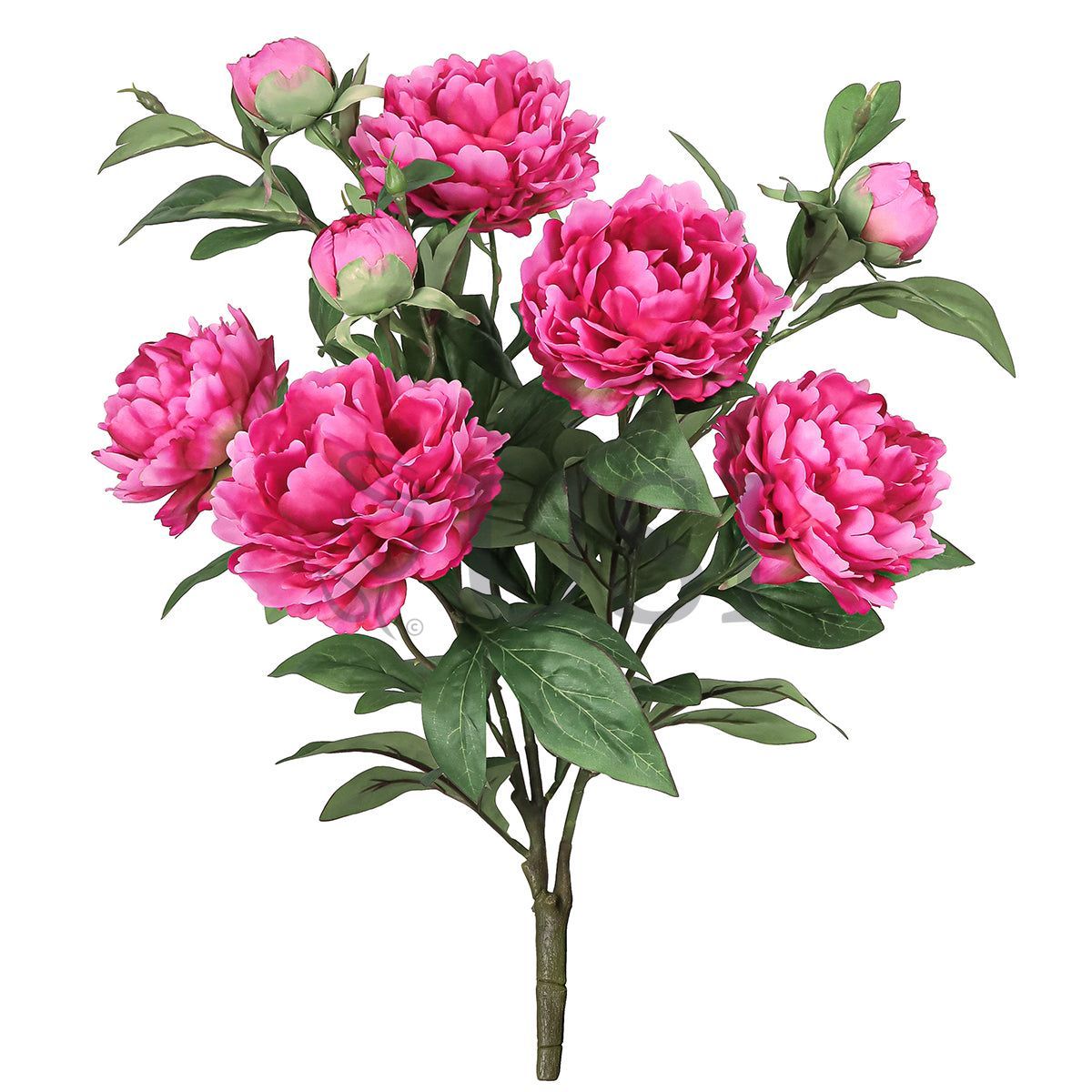 Grand Peony Plant Flower Bush x 5 Flo 3 Buds, 22in, Fuchsia