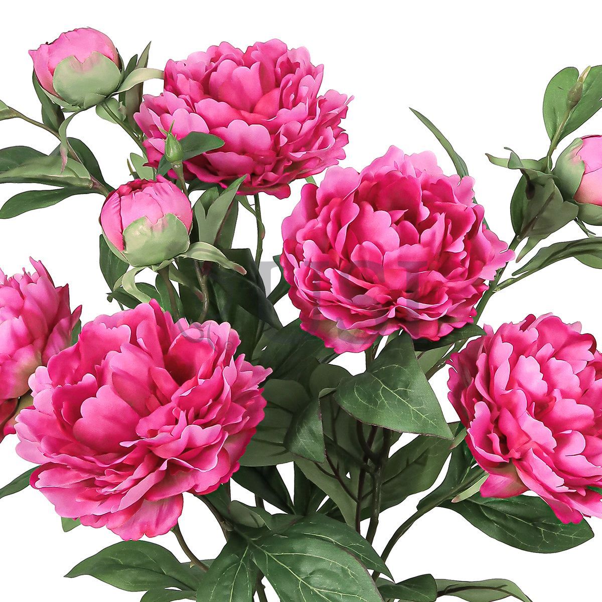 Grand Peony Plant Flower Bush x 5 Flo 3 Buds, 22in, Fuchsia
