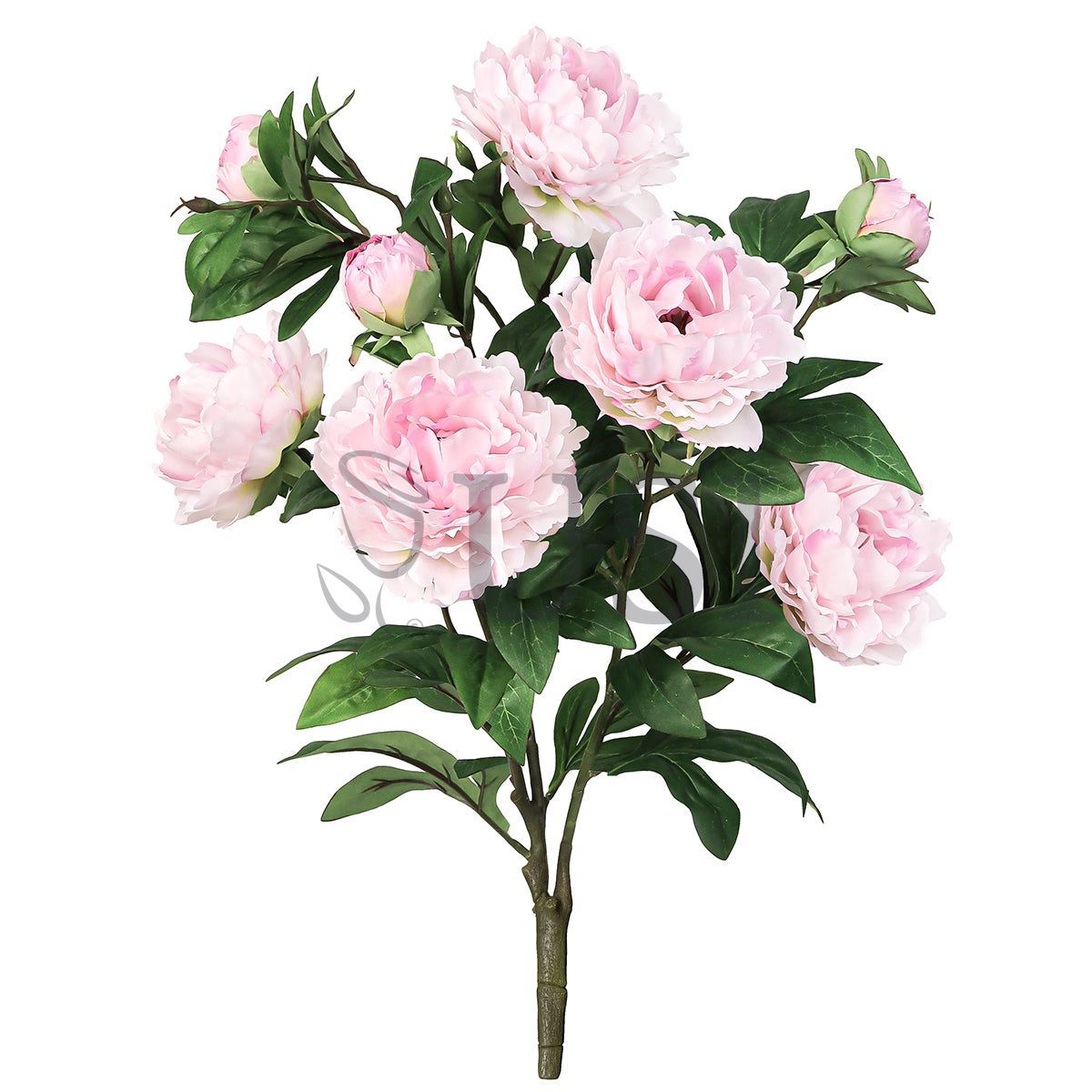 Grand Peony Plant Flower Bush x 5 Flo 3 Buds, 22in, Light Pink