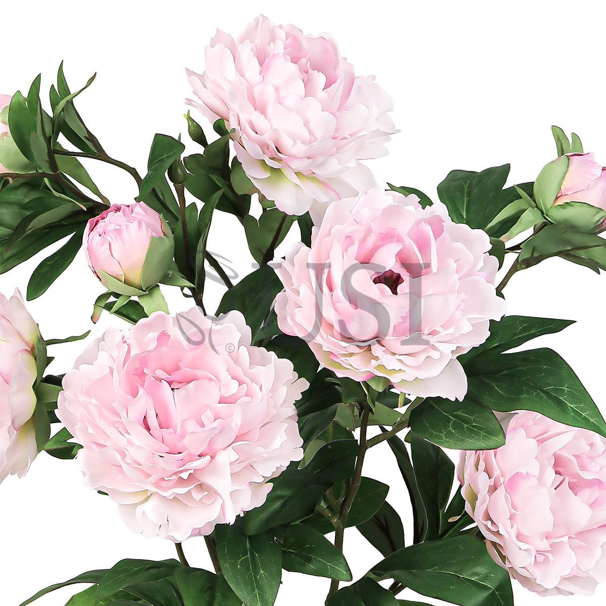 Grand Peony Plant Flower Bush x 5 Flo 3 Buds, 22in, Light Pink