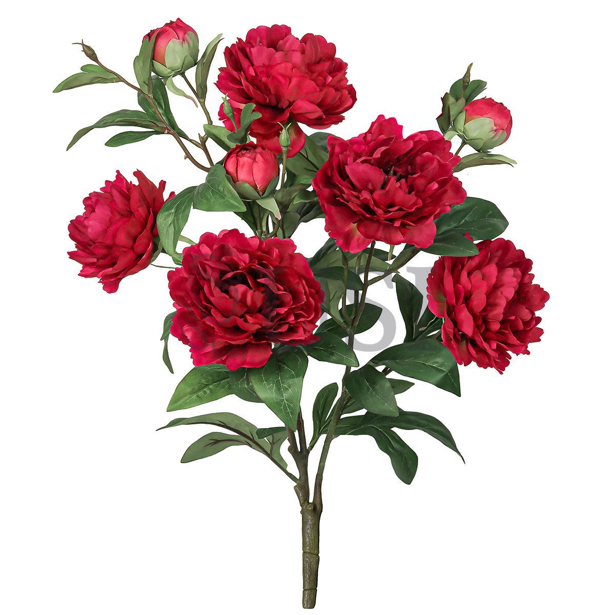 Grand Peony Plant Flower Bush x 5 Flo 3 Buds, 22in, Red