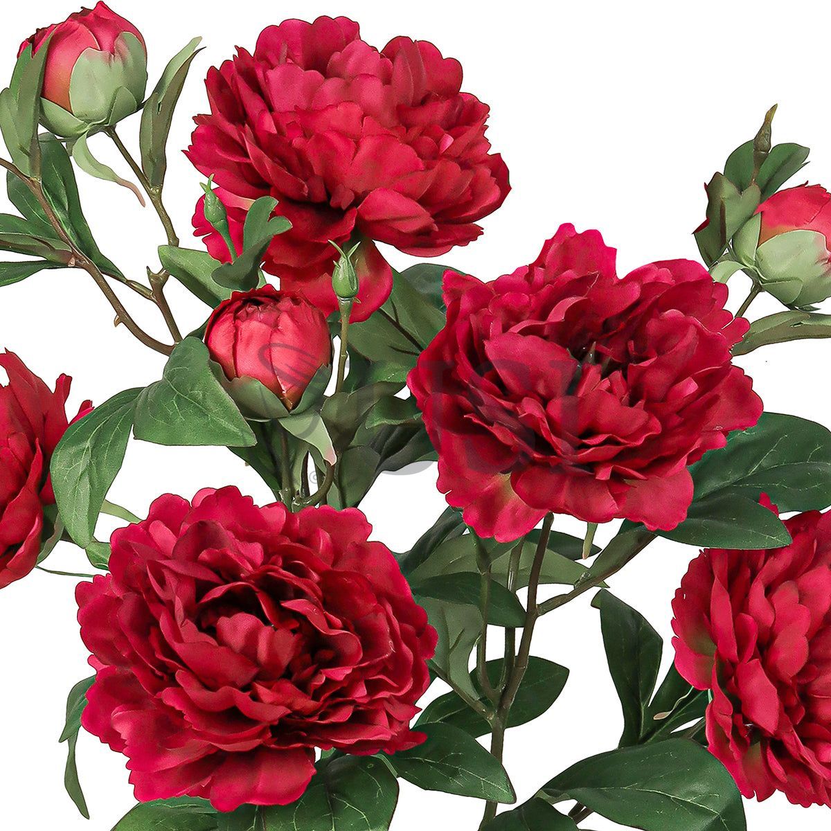 Grand Peony Plant Flower Bush x 5 Flo 3 Buds, 22in, Red