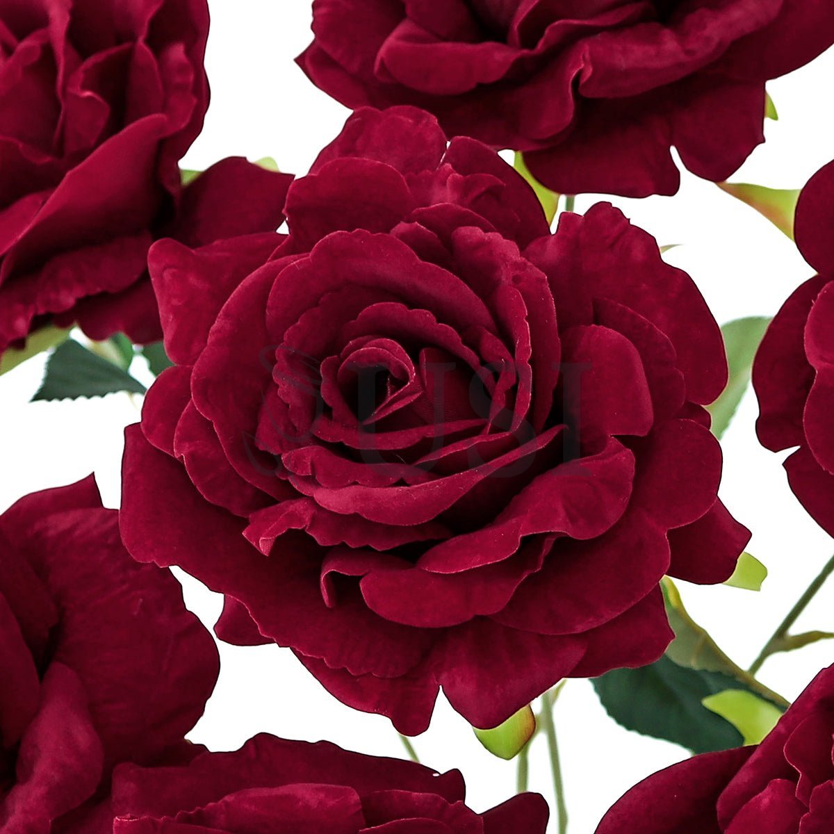 Velvet Grand Rose Flower Bush x7, 20in, Red