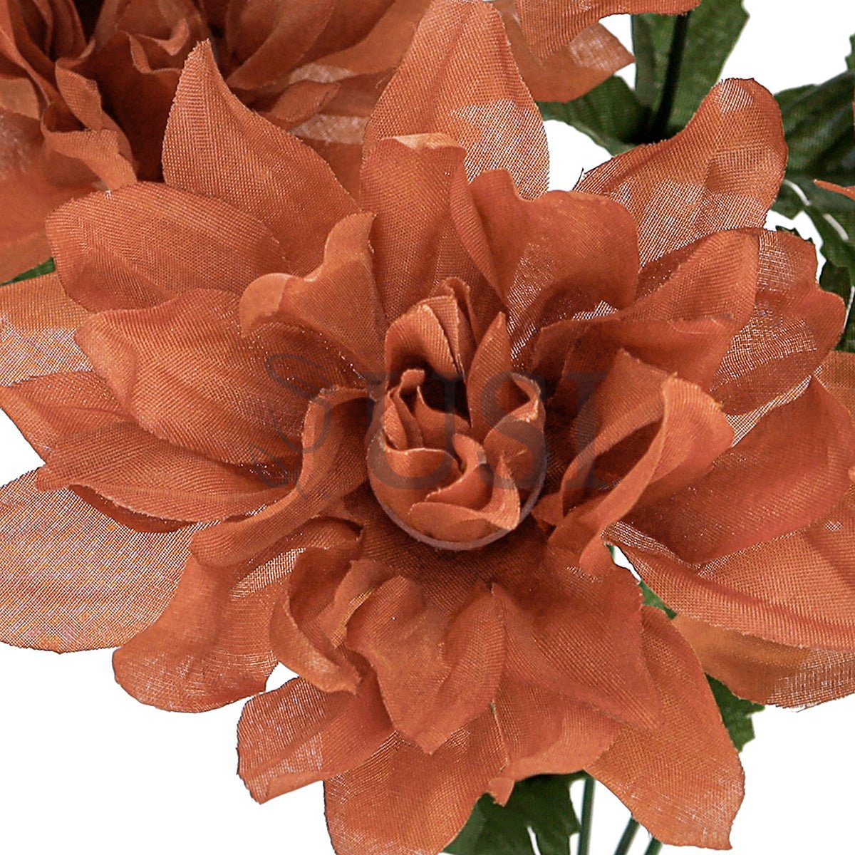 Standard Dahlia Flower Bush x5, 14in, Brown
