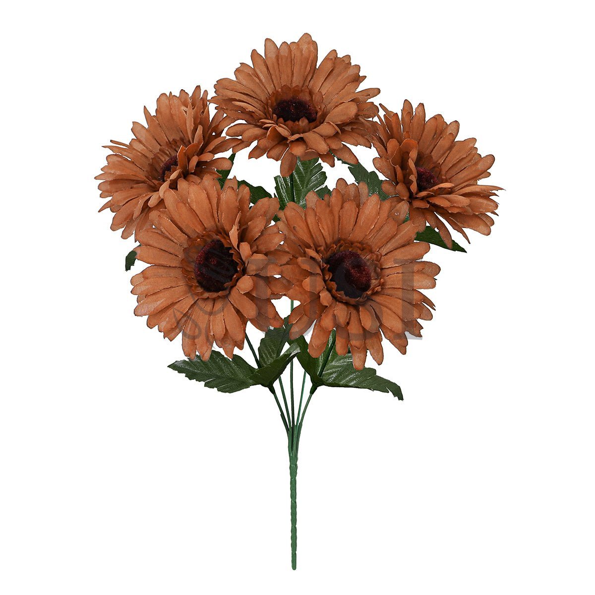 Standard Gabera Daisy Flower Bush x5, 13in, Brown
