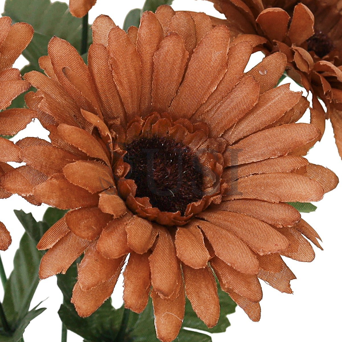 Standard Gabera Daisy Flower Bush x5, 13in, Brown