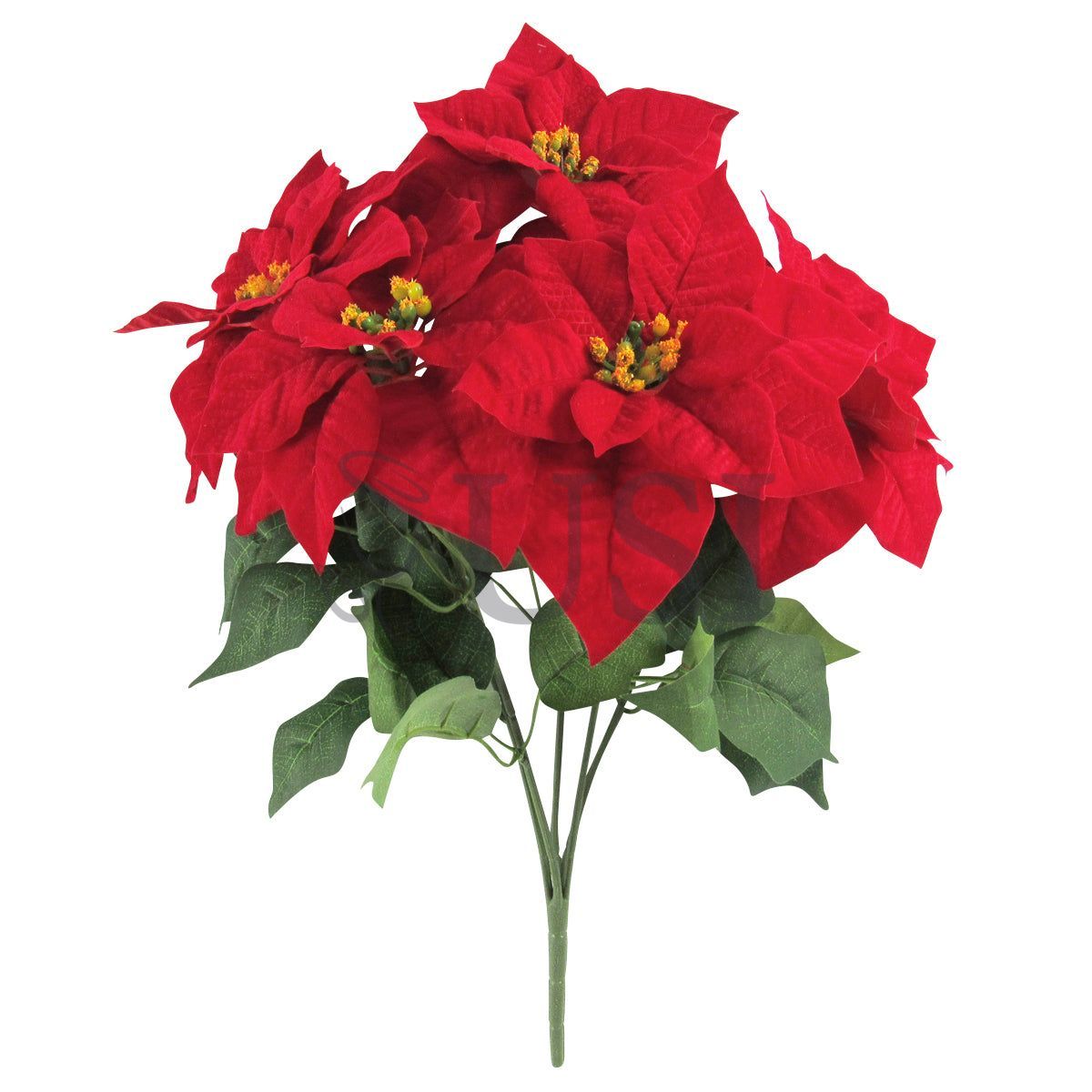 Velvet Poinsettia Small Flower Bush x5, 20in, Red