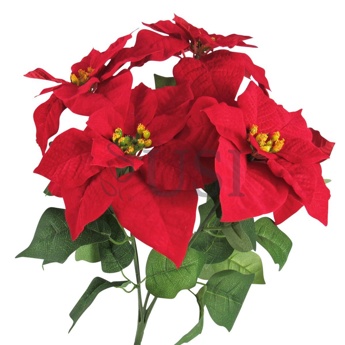 Velvet Poinsettia Small Flower Bush x5, 20in, Red