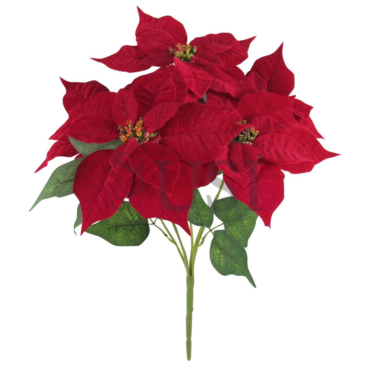 Velvet Poinsettia Flower Bush x5, 16in, Red