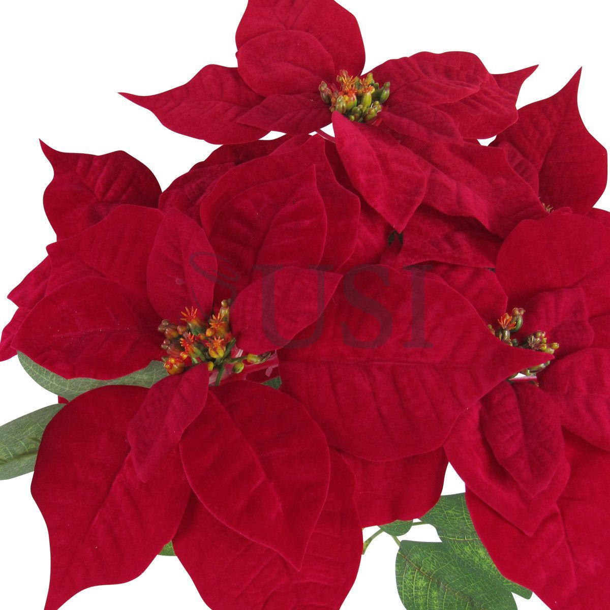 Velvet Poinsettia Flower Bush x5, 16in, Red